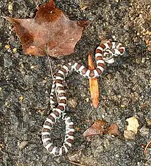 Milksnake