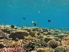 Coral landscape in Voavah.