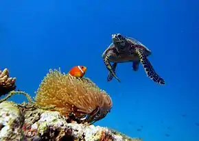 A typical underwater landscape of Baa atoll, with a hawksbill turtle and a Maldivian clownfish.