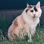 A 16-year-old female tortoiseshell Ragdoll cat. While tortoiseshell Ragdolls are actually colourpoint tortoiseshell-and-white (calico) in color, the nomenclature is different in this breed's descriptions of colors and patterns.