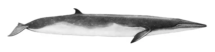 Eden's whale illustration with a light top, white bottom, a long and slender body, and a small dorsal fin near the tail