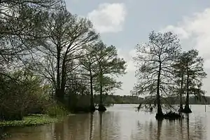 Bald cypress at Lacassine National Wildlife Refuge