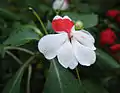 Impatiens balsamina