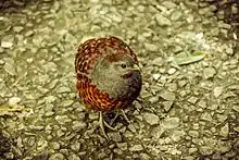 Photo of plump, orange-bellied grey bird walking on gravel