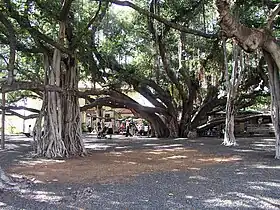 The banyan tree in Courthouse Square is the largest banyan tree in the United States.