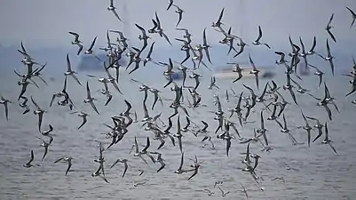 In flight, Dorset