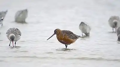 Breeding plumage, Dorset