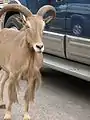 Barbary sheep seeks handouts at a Texas wildlife park