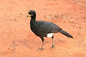 Bare-faced curassow