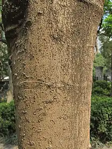 Close up of bark