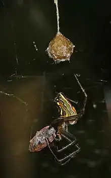 egg sac + prey