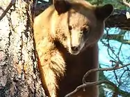 A black bear in Cibola National Forest.