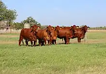 Beefmaster heifers