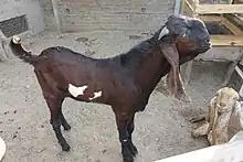 Image of two Beetal Goats in Faisalabad, Panjab - Pakistan.