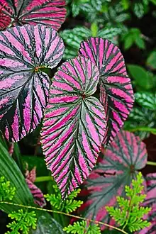 Begonia brevirimosa