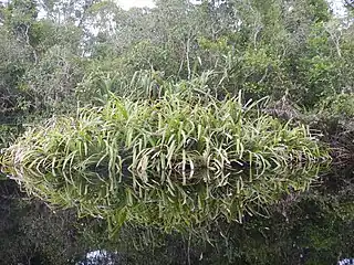 Growing in a swamp