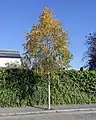 Street tree in Brockley, south east London