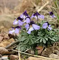 Viola pedata var. bicolor