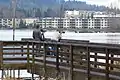 Birdwatchers on Juanita Bay Park's Lake Washington shoreline