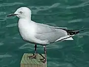 Adult gull atop a post