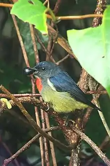 Photo of bird with blue-black back, black face, buffy underparts, and red throat eating a berry amidst vegetation