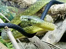 closeup of scales on body and head of snake