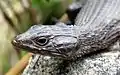 Close up of the head of a black girdled lizard