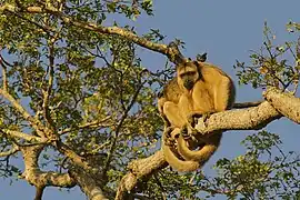 Black howler monkeys