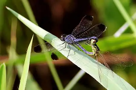 Mating pair