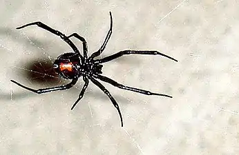 The black widow spider, or latrodectus, The females frequently eat their male partners after mating. The female's venom is at least three times more potent than that of the males, making a male's self-defense bite ineffective.