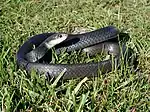 North American racer (Coluber constrictor)