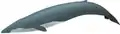 Blue whale illustration with a dark blue tail, a slightly lighter shade of blue overall, and a small dorsal fin close to the tail