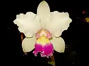 Rhyncholaeliocattleya 'Nobile's carnival'