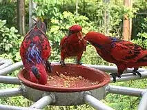 Jurong Bird Park, Singapore