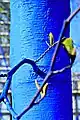 The Blue Trees, 2011 Vancouver Biennale, Canada