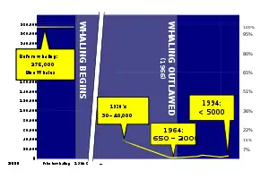 A graph showing population trend of the blue whale during the whaling era, with 250,000 before whaling, 30 to 40,000 in the 1930s, 650 to 2,000 in 1964, and greater than 5,000 in 1994