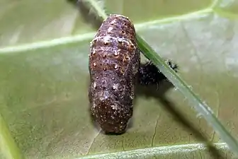 Chrysalis