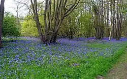 Sulham and Tidmarsh Woods and Meadows