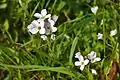 Cardamine pratensis in Bavaria, Germany