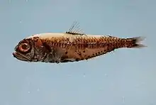 Photo of a lanternfish