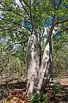 Boab in Nitmiluk (Katherine Gorge), NT