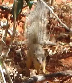 Narrow-striped Mongoose (Mungotictis decemlineata) at Kirindy