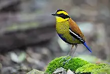 bird with yellow-and-black striped head, brown back and black-barred yellow underparts