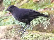 Photo of uniformly matte black bird on a roadside curb