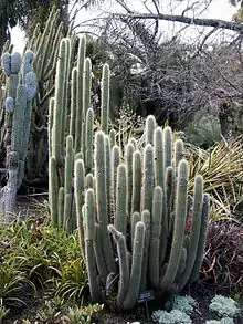 Borzicactus websteramus and other, related columnar Cleistocactus species