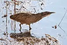 Large bird with patterned and mottled feathers, broad conical neck and long sharp bill.