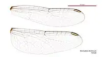 Female wings