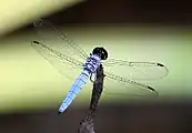 Highlighting seven antenodal crossveins in the forewing and six in the hindwing