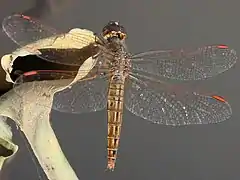 Female, Thailand