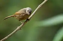 Brown-cheeked fulvetta at Dandeli, India